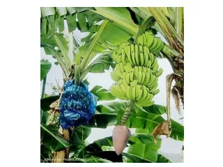 of a banana photo gallery