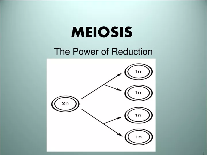 meiosis