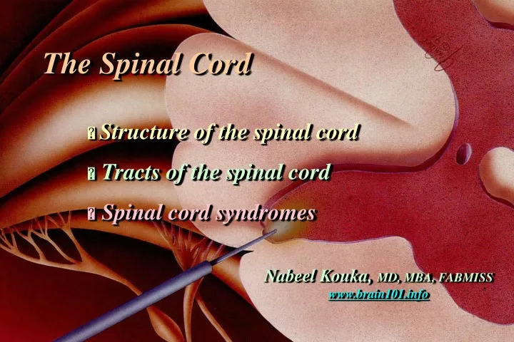 the spinal cord structure of the spinal cord