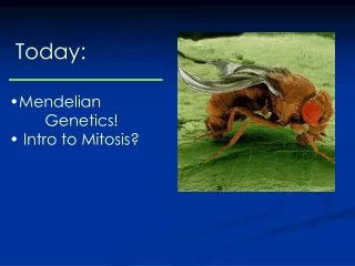 Today: Mendelian 	Genetics!  Intro to Mitosis?