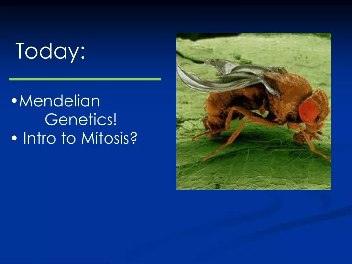 today mendelian genetics intro to mitosis