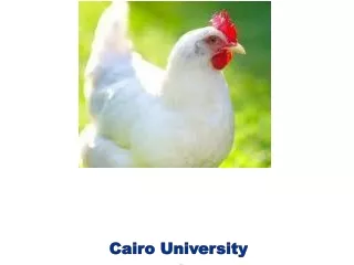 Cairo University  Faculty of Vet. Med Dept. Poultry Dis.