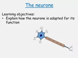 The neurone Learning objectives: Explain how the neurone is adapted for its function