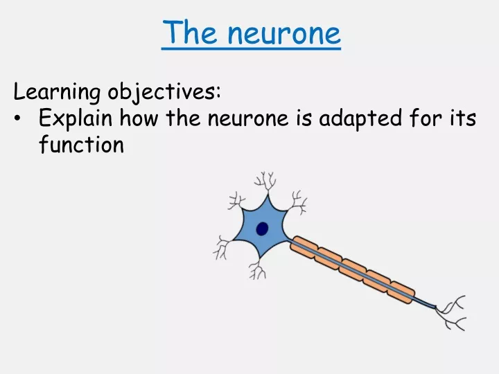 the neurone learning objectives explain