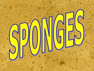 SPONGES