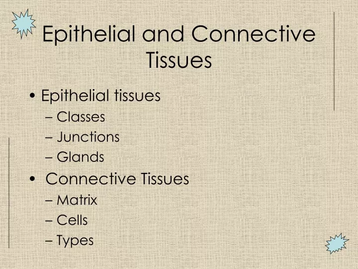 epithelial and connective tissues