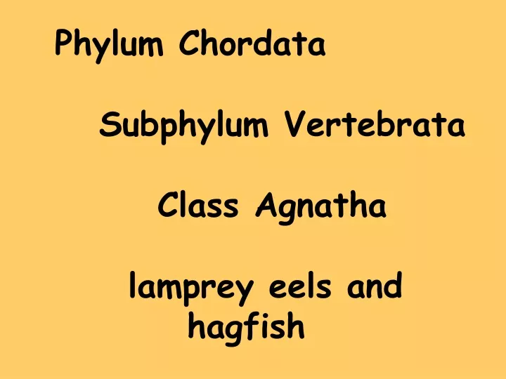 phylum chordata subphylum vertebrata class