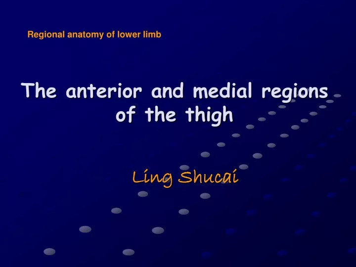the anterior and medial regions of the thigh
