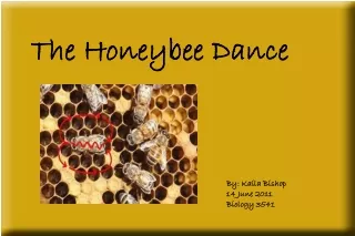 The Honeybee Dance