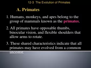 A. Primates
