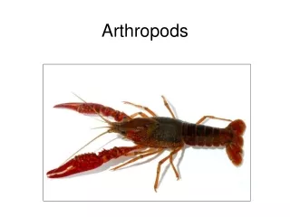 Arthropods