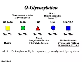 O-Glycosylation
