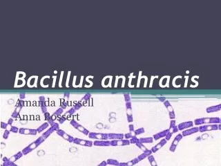 Bacillus anthracis