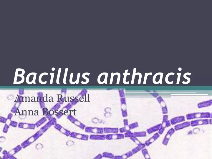 bacillus anthracis