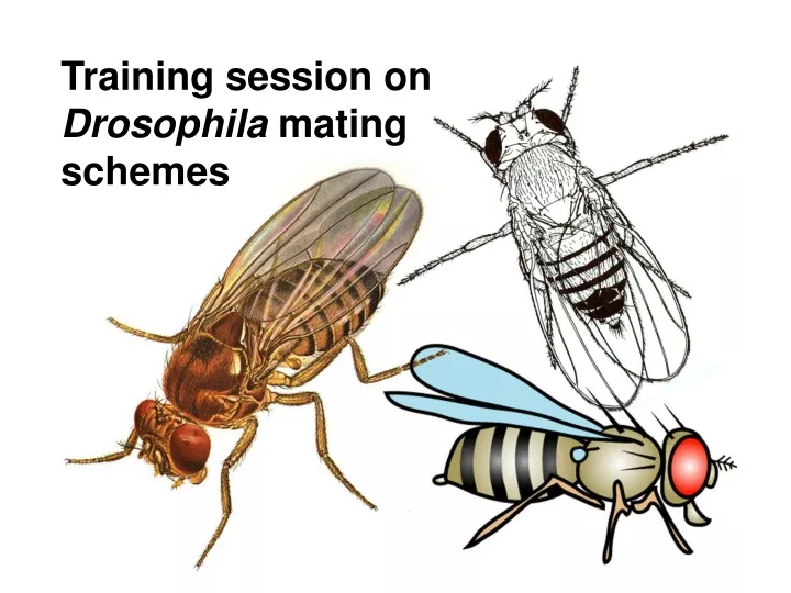 training session on drosophila mating schemes