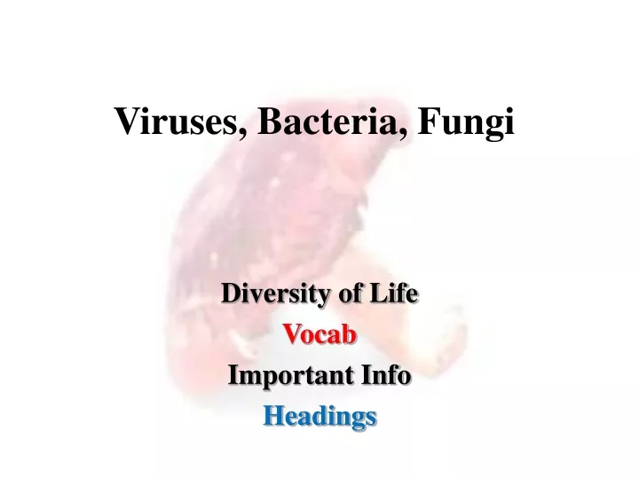 viruses bacteria fungi