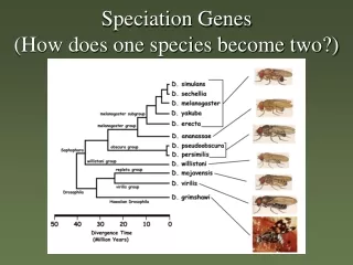 Speciation Genes (How does one species become two?)