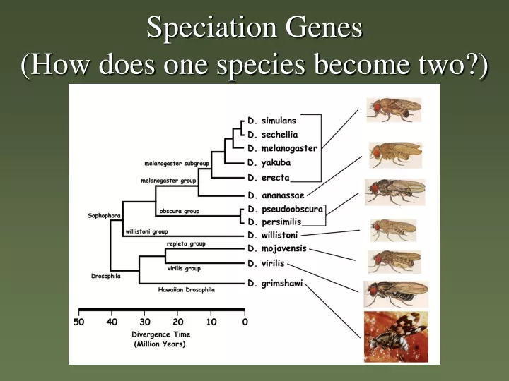 speciation genes how does one species become two