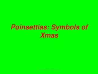 Poinsettias: Symbols of Xmas