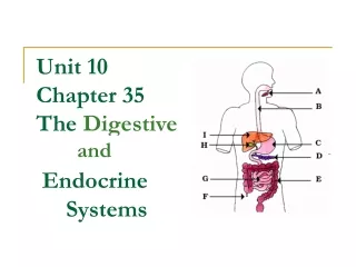 Unit 10 Chapter 35 The  Digestive  Endocrine       Systems