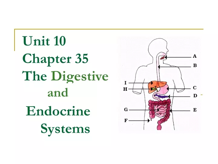 unit 10 chapter 35 the digestive endocrine systems