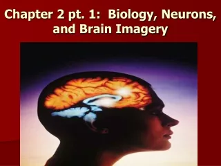 Chapter 2 pt. 1:  Biology, Neurons, and Brain Imagery