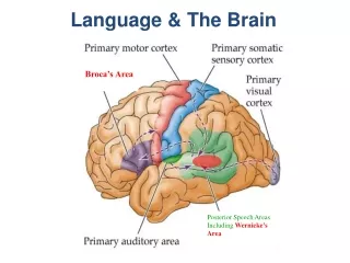 Language &amp; The Brain