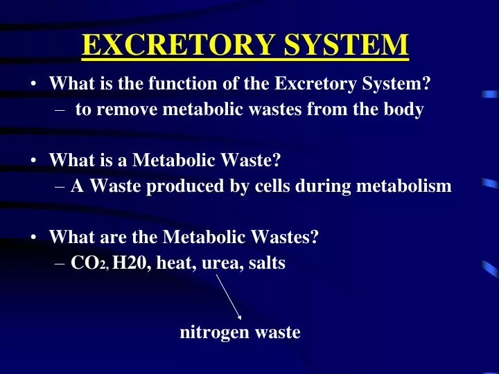 excretory system