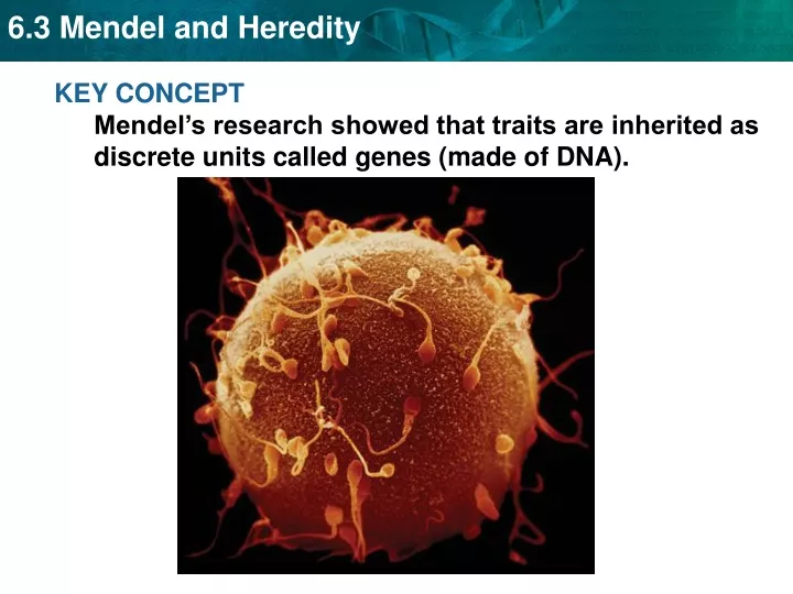 key concept mendel s research showed that traits