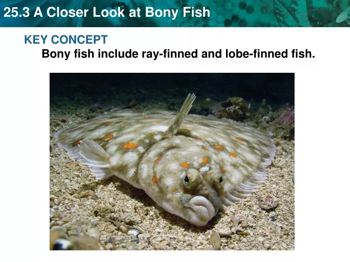 key concept bony fish include ray finned and lobe