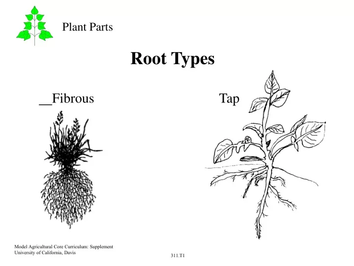 root types
