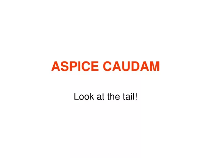 aspice caudam