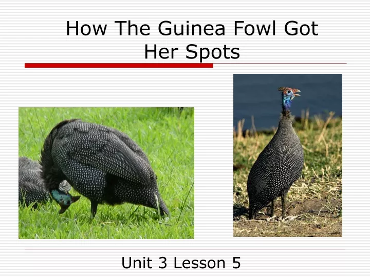 how the guinea fowl got her spots
