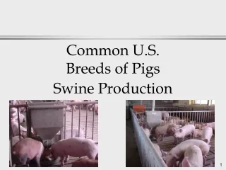 Common U.S.  Breeds of Pigs Swine Production