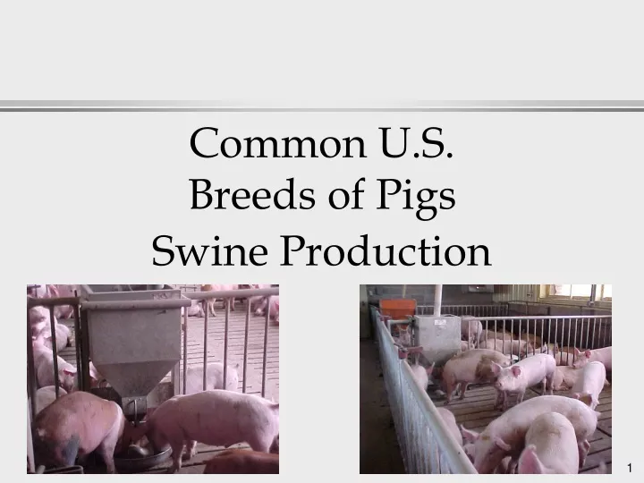 common u s breeds of pigs swine production