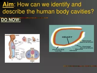 Aim : How can we identify and  describe the human body cavities?