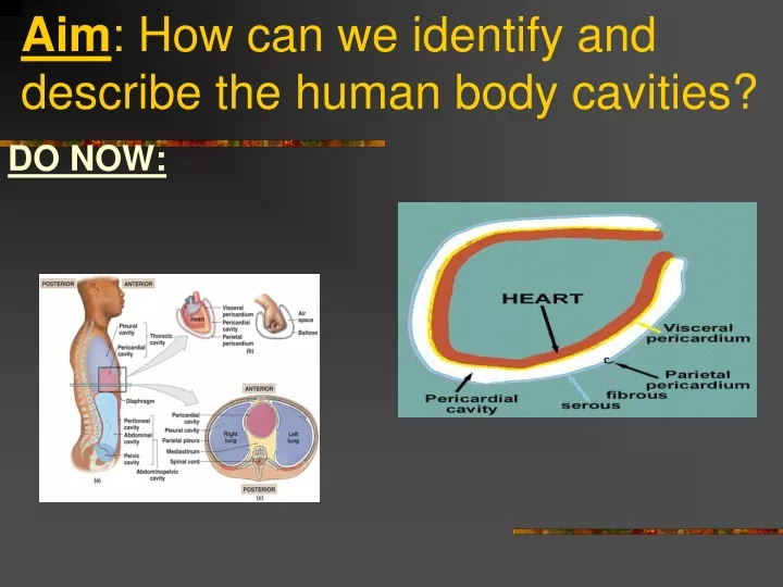 aim how can we identify and describe the human body cavities