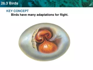 KEY CONCEPT  Birds have many adaptations for flight.