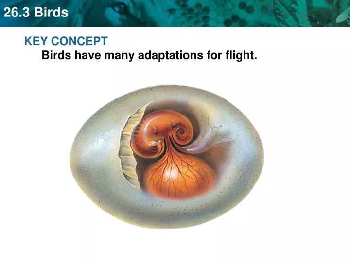 key concept birds have many adaptations for flight