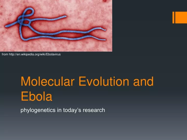 molecular evolution and ebola