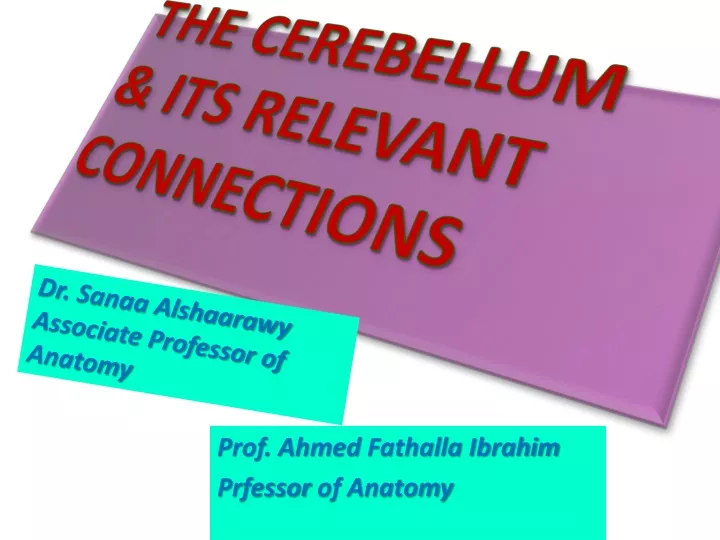 the cerebellum its relevant connections