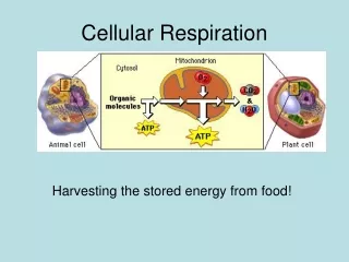 Cellular Respiration