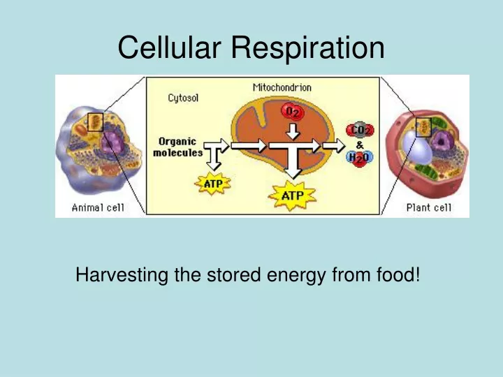 cellular respiration