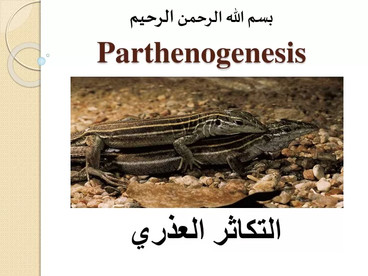 parthenogenesis
