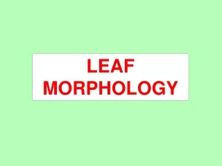 LEAF MORPHOLOGY