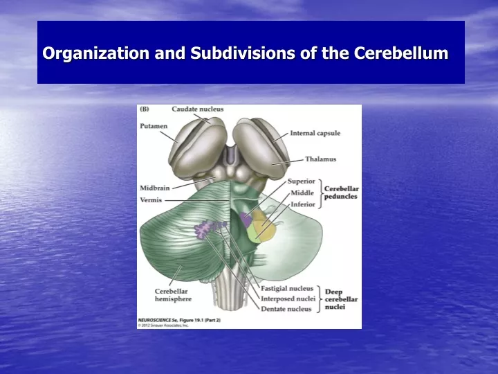 organization and subdivisions of the cerebellum