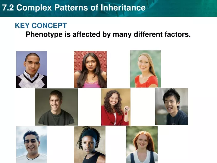 key concept phenotype is affected by many