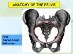 Ppt - Anatomy Of The Female Pelvis Powerpoint Presentation, Free 