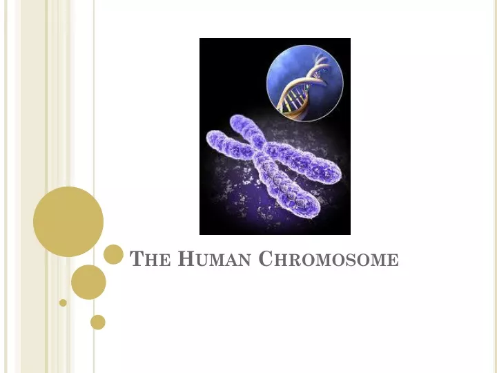 the human chromosome
