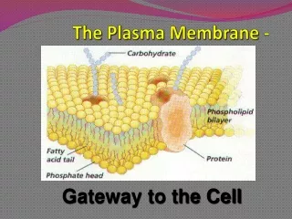The Plasma Membrane  -